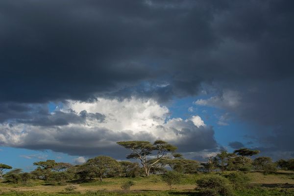 Pitamitz, Sergio 아티스트의 Rainstorm approaching Ndutu-Ngorongoro Conservation Area-Serengeti-Tanzania작품입니다.